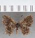  (Sarota sp. CF09 - CFC39420)  @11 [ ] copyright (2021) Center For Collection-Based Research Center For Collection-Based Research