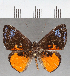 ( - CFC40153)  @11 [ ] copyright (2021) Center For Collection-Based Research Center For Collection-Based Research