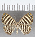  (Argyrogrammana sp. CF07 - CFC40208)  @11 [ ] copyright (2021) Center For Collection-Based Research Center For Collection-Based Research