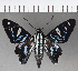  ( - CFC04069)  @11 [ ] Copyright (2019) Christer Fahraeus Center For Collection-Based Research