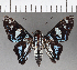 ( - CFC04070)  @11 [ ] Copyright (2019) Christer Fahraeus Center For Collection-Based Research