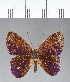  ( - CFC04092)  @11 [ ] Copyright (2018) Christer Fahraeus Center For Collection-Based Research