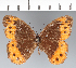  ( - CFC41900)  @11 [ ] copyright (2022) Center For Collection-Based Research Center For Collection-Based Research