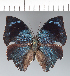  ( - CFC41918)  @11 [ ] copyright (2022) Center For Collection-Based Research Center For Collection-Based Research
