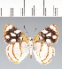  ( - CFC41971)  @11 [ ] copyright (2022) Center For Collection-Based Research Center For Collection-Based Research