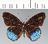  ( - CFC42020)  @11 [ ] copyright (2022) Center For Collection-Based Research Center For Collection-Based Research