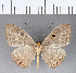  (Eurybia sp. CF81 - CFC04217)  @13 [ ] Copyright (2018) Christer Fahraeus Center For Collection-Based Research