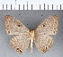  (Eurybia sp. CF12 - CFC04218)  @11 [ ] Copyright (2018) Christer Fahraeus Center For Collection-Based Research