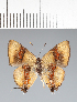  ( - CFC42266)  @11 [ ] copyright (2022) Center For Collection-Based Research Center For Collection-Based Research