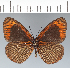  (Lymanopoda acraeida - CFC42567)  @11 [ ] copyright (2022) Center For Collection-Based Research Center For Collection-Based Research
