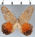  (Pierella hyceta - CFC42739)  @11 [ ] copyright (2022) Center For Collection-Based Research Center For Collection-Based Research