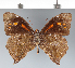  (Corades medeba medeba - CFC42756)  @11 [ ] copyright (2022) Center For Collection-Based Research Center For Collection-Based Research
