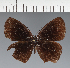  (Eretris apuleina - CFC42946)  @11 [ ] copyright (2023) Center For Collection-Based Research Center For Collection-Based Research