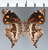  (Corades sp. CF04 - CFC43019)  @11 [ ] copyright (2023) Center For Collection-Based Research Center For Collection-Based Research