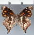  ( - CFC43046)  @11 [ ] copyright (2023) Center For Collection-Based Research Center For Collection-Based Research