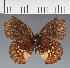  (Eretris truncatina - CFC43065)  @11 [ ] copyright (2023) Center For Collection-Based Research Center For Collection-Based Research