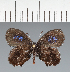  (Timaeta molinopampa - CFC43085)  @11 [ ] copyright (2023) Center For Collection-Based Research Center For Collection-Based Research