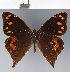  ( - CFC43105)  @11 [ ] copyright (2023) Center For Collection-Based Research Center For Collection-Based Research