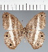  (Pareuptychia sp. CF07 - CFC43665)  @11 [ ] copyright (2023) Center For Collection-Based Research Center For Collection-Based Research