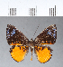  ( - CFC04370)  @11 [ ] Copyright (2018) Christer Fahraeus Center For Collection-Based Research