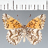  (Euptoieta sp. CF02 - CFC43752)  @11 [ ] copyright (2023) Center For Collection-Based Research Center For Collection-Based Research