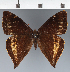  (Corades sp. CF06 - CFC43790)  @11 [ ] copyright (2023) Center For Collection-Based Research Center For Collection-Based Research