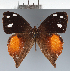  (Corades sp. CF03 - CFC43794)  @11 [ ] copyright (2023) Center For Collection-Based Research Center For Collection-Based Research