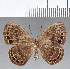  ( - CFC04464)  @11 [ ] Copyright (2019) Christer Fahraeus Center For Collection-Based Research