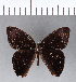  ( - CFC04494)  @11 [ ] Copyright (2018) Christer Fahraeus Center For Collection-Based Research