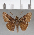  ( - CFC04537_2)  @13 [ ] Copyright (2019) Christer Fahraeus Center For Collection-Based Research