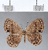  ( - CFC04593)  @11 [ ] Copyright (2018) Christer Fahraeus Center For Collection-Based Research