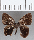  (Euselasia sp. CF132 - CFC04700)  @11 [ ] Copyright (2019) Christer Fahraeus Center For Collection-Based Research