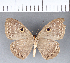  (Eurybia sp. CF48 - CFC04748)  @13 [ ] Copyright (2018) Christer Fahraeus Center For Collection-Based Research