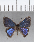  ( - CFC00485)  @11 [ ] Copyright (2018) Christer Fahraeus Center For Collection-Based Research