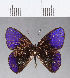  ( - CFC04865)  @11 [ ] Copyright (2018) Christer Fahraeus Center For Collection-Based Research