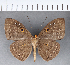  (Eurybia sp. CF25 - CFC05119)  @11 [ ] Copyright (2018) Christer Fahraeus Center For Collection-Based Research