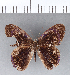  ( - CFC05498)  @11 [ ] Copyright (2018) Christer Fahraeus Center For Collection-Based Research