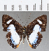  ( - CFC05595)  @12 [ ] Copyright (2019) Christer Fahraeus Center For Collection-Based Research