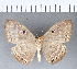  (Eurybia sp. CF17 - CFC05639)  @11 [ ] Copyright (2018) Christer Fahraeus Center For Collection-Based Research