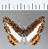  ( - CFC05954)  @13 [ ] Copyright (2018) Christer Fahraeus Center For Collection-Based Research