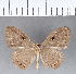  ( - CFC06043)  @11 [ ] Copyright (2018) Christer Fahraeus Center For Collection-Based Research