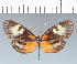  ( - CFC06194)  @11 [ ] copyright (2022) Center For Collection-Based Research Center For Collection-Based Research