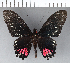  ( - CFC06480)  @11 [ ] Copyright (2018) Christer Fahraeus Center For Collection-Based Research