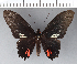  ( - CFC06483)  @11 [ ] Copyright (2018) Christer Fahraeus Center For Collection-Based Research