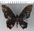  ( - CFC06487)  @11 [ ] Copyright (2018) Christer Fahraeus Center For Collection-Based Research