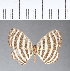  (Hyphilaria sp. CF06 - CFC06751)  @11 [ ] Copyright (2018) Christer Fahraeus Center For Collection-Based Research