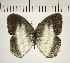  ( - CFC06813)  @13 [ ] Copyright (2018) Christer Fahraeus Center For Collection-Based Research