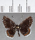  (Detritivora tefe - CFC06845)  @11 [ ] Copyright (2018) Christer Fahraeus Center For Collection-Based Research