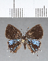  ( - CFC06932)  @11 [ ] Copyright (2018) Christer Fahraeus Center For Collection-Based Research