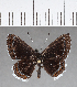  ( - CFC06944)  @11 [ ] Copyright (2018) Christer Fahraeus Center For Collection-Based Research